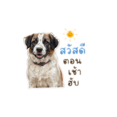 Pandaaa_20260501104403