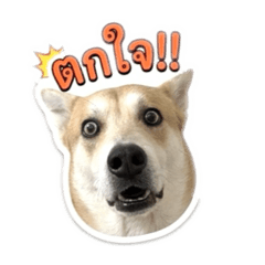 Thongdee dog