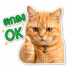 Catnjoy_20260501105403