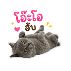 Meaw Asher