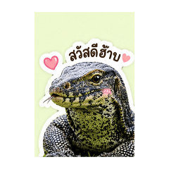 The cutest little monitor lizard