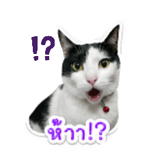soda_20260501111749