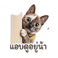 Koynoy_20260501111807