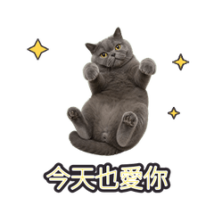 kinbo 2