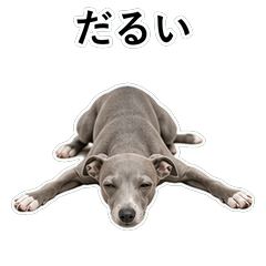 狗狗鹽回應 D048
