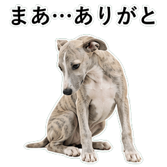 狗狗鹽回應 D049