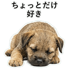 狗狗鹽回應 D045