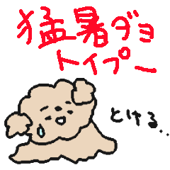 cute small small summer toy poodle!