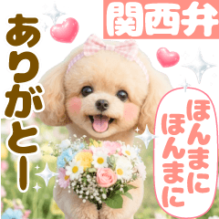 関西弁❤️笑顔のトイプードル 長文❤3D