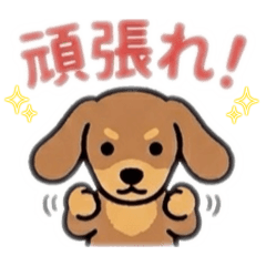 Dachshund with many hobbies_Tanchoko