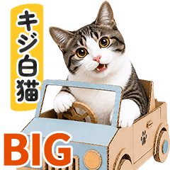 [BIG] Caring Brown Tabby and White Cat