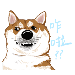 酸狗柴犬meme
