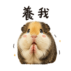 天竺鼠瑪內的日常生活