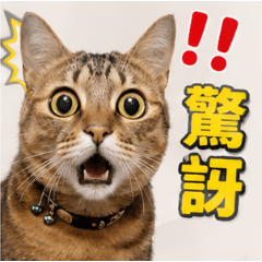 虎皮小喵的生活點滴