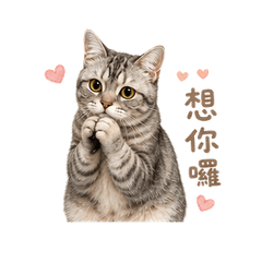 小咪超實用貼圖1