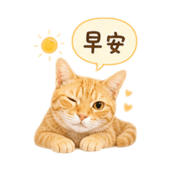 小橘貓多多日常
