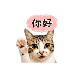 我是超級無敵可愛的皮皮貓