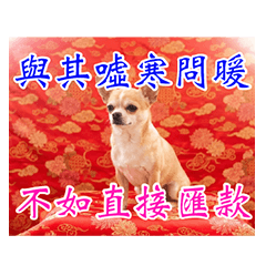 吉娃娃長輩圖3 - 飽讀詩書