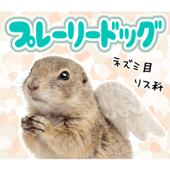 プレーリードッグの日常.