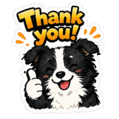 Everyday Border Collie!!