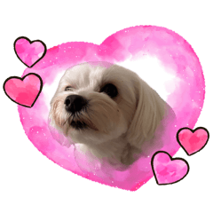 VelkisFigaro