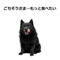 狗狗真心話 82ND