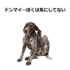 狗狗真心話 86TH