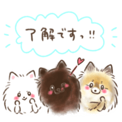 Pomeranian Mametaro&Fukutaro&Azuki