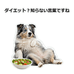 狗狗真心話 81ST