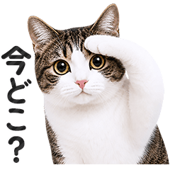 Caring Brown Tabby and White Cat