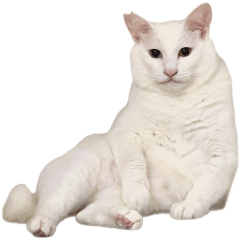 flatkun is cityboy1