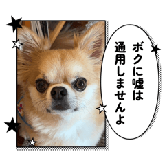 amiruamiru_20260616152449