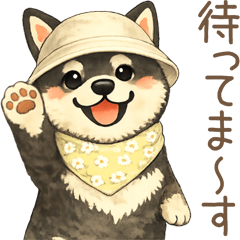 fluffy shiba26