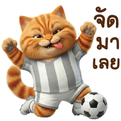 แมวส้มส้ม เชียร์บอล
