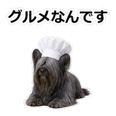 狗狗真心話 101ST