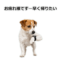 狗狗真心話 94TH
