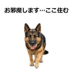 狗狗真心話 96TH