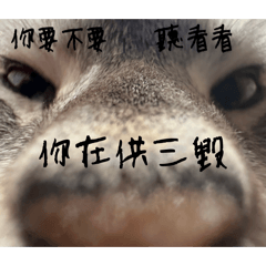 布布:你在搞我試試看