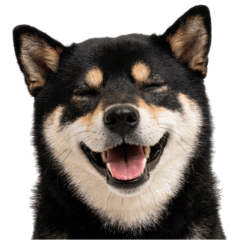 Shiba Inu Japan sticker