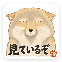 The Enlightened Tibetan Sand Fox