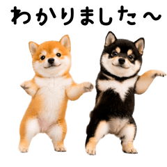 Black, white, and brown Shiba Inu