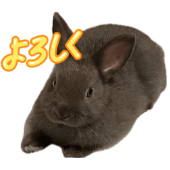 shiitan_20260607093753