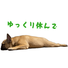 French bulldog-kou_20260607105142