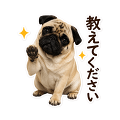 My lovely pug