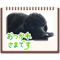 GOU_20260607142943