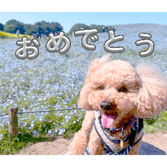 animals_20260607182328