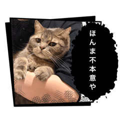 sui_20260607191344