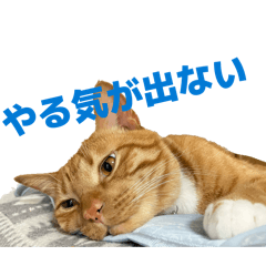 POPOPOmii_20260607191845