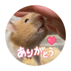 Kokkomi141414_20260607194905