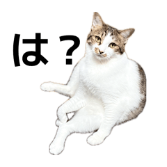 My cats 0403